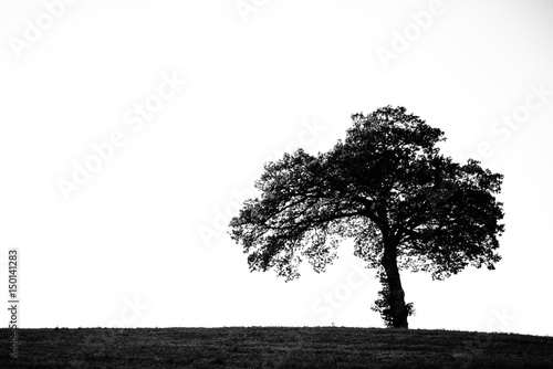 black tree