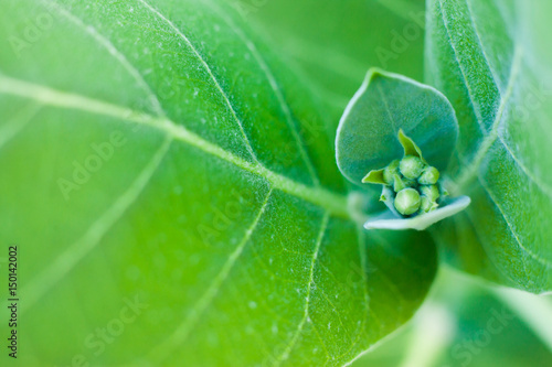 Buds and green leave in flower garden