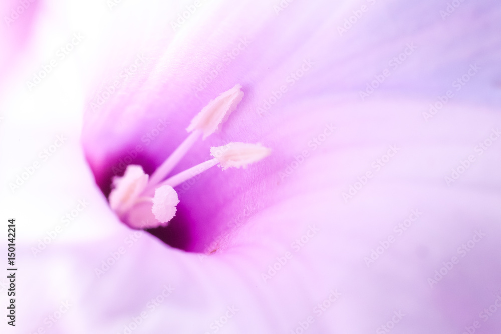 Closeup Flower's pollen.