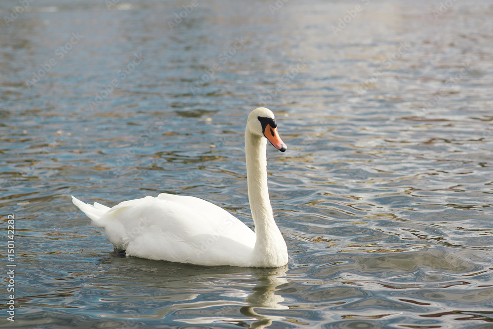 One beautiful white swan on the water. One beautiful white swan on the water.
