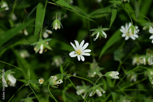 Дикие цветы