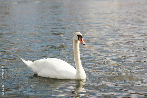One beautiful white swan on the water.
