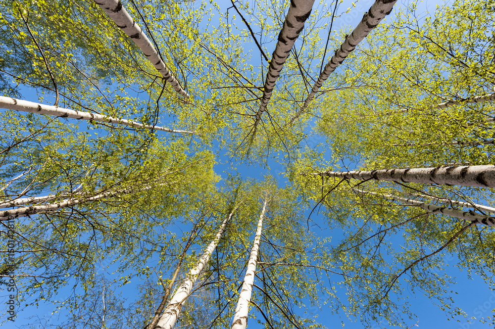 Obraz premium Cienkie pnie brzóz srebrnych ze świeżymi zielonymi liśćmi na tle błękitnego nieba