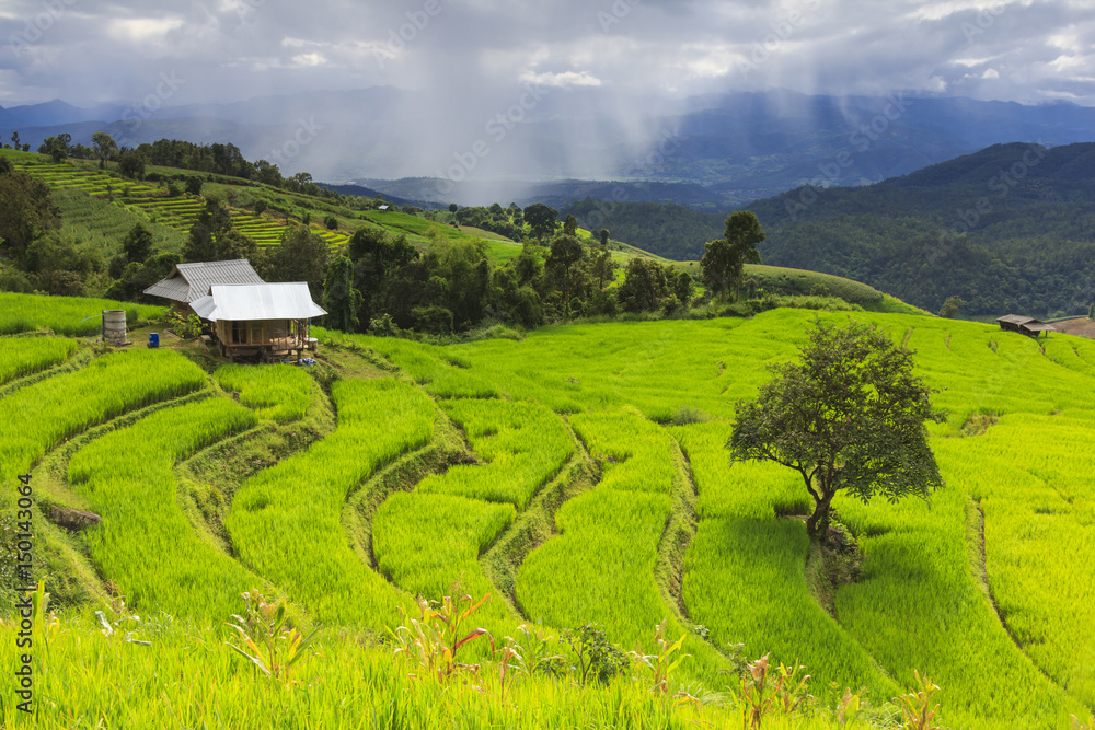 Obraz premium Green rice terrace field with big tree and cloudy sky in rainy season.