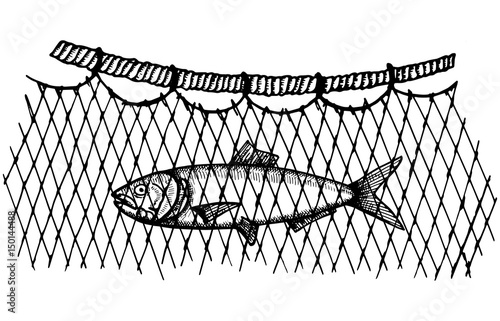 Commercial fish caught in the network. Vector illustration hand drawing