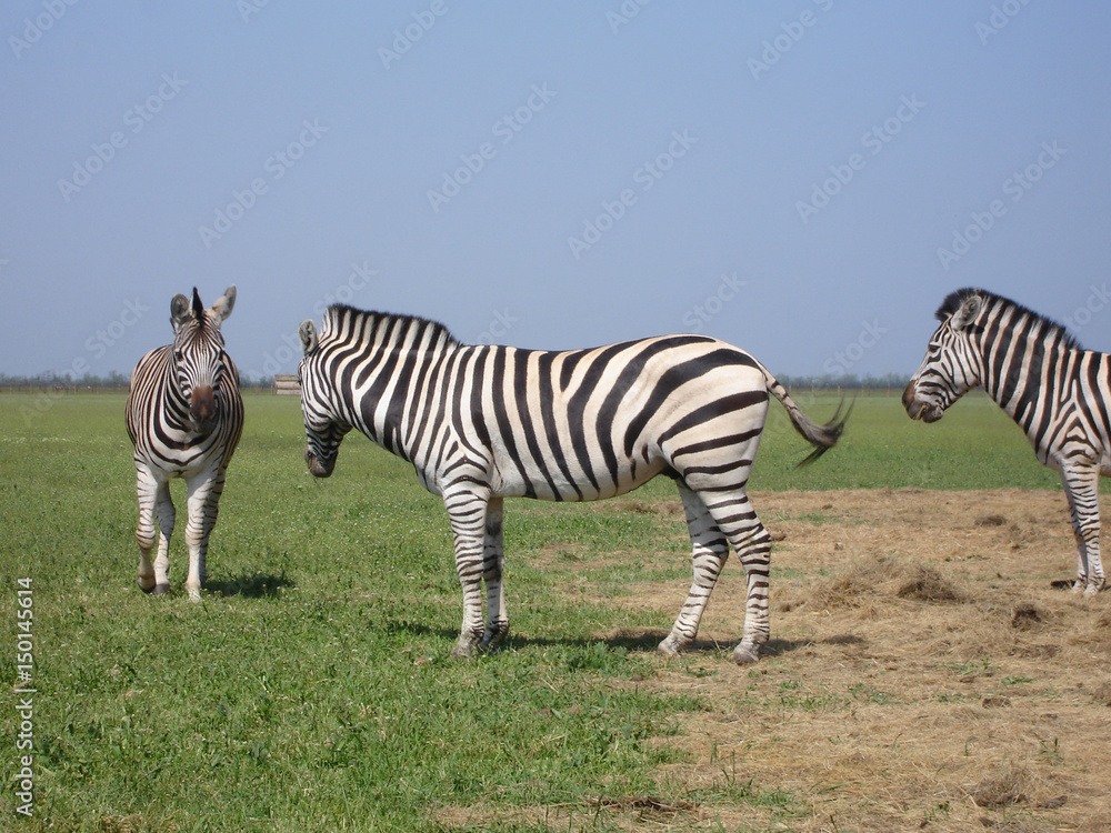 Naklejka premium Zebra