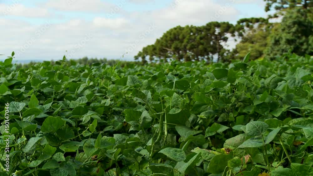Soybeans crops Soybeans crops