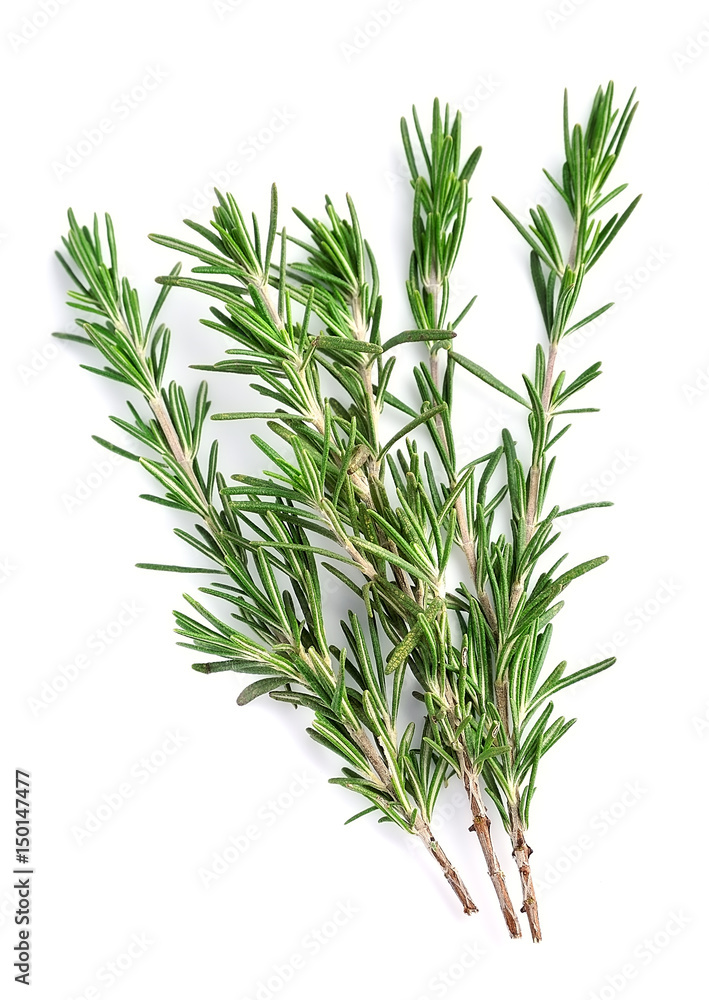 Twigs of rosemary Twigs of rosemary