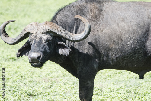 Cape Buffalo on a Grassy Plain on the Serengeti in Tanzania