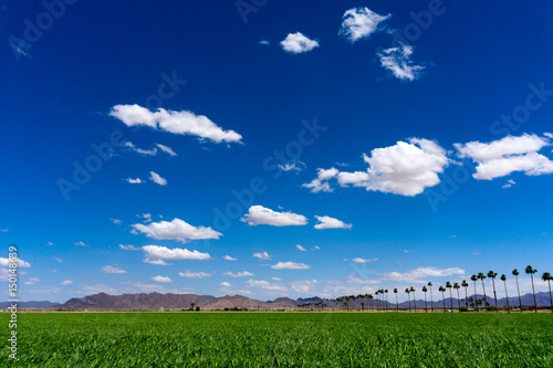 Green Sudan field under the blue sky, in Yuma Arizona.