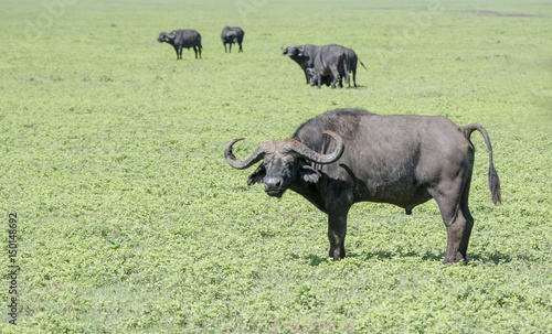 Cape Buffalo on a Grassy Plain on the Serengeti in Tanzania