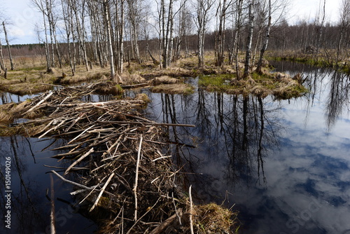 Beaver dam on a forest river near a beaver house