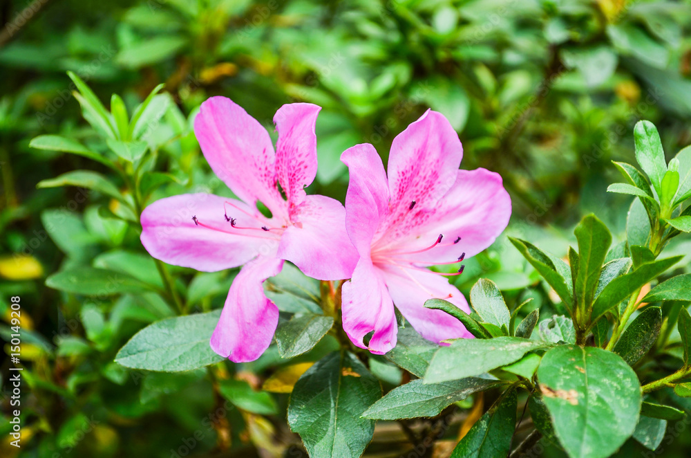 Fototapeta premium Macro closeup of two pink azalea flowers