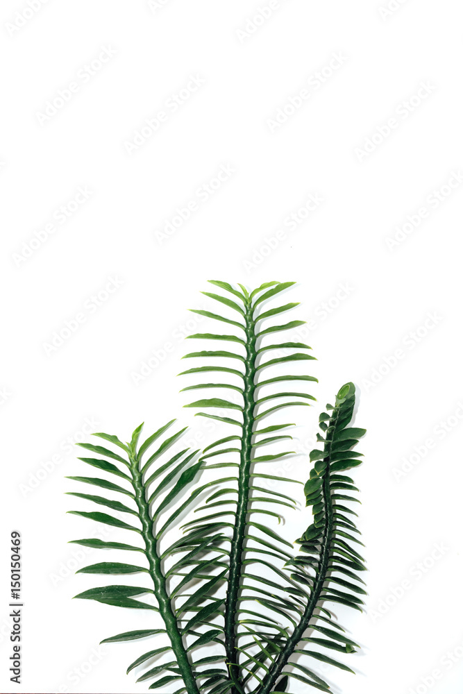 green leaf isolated