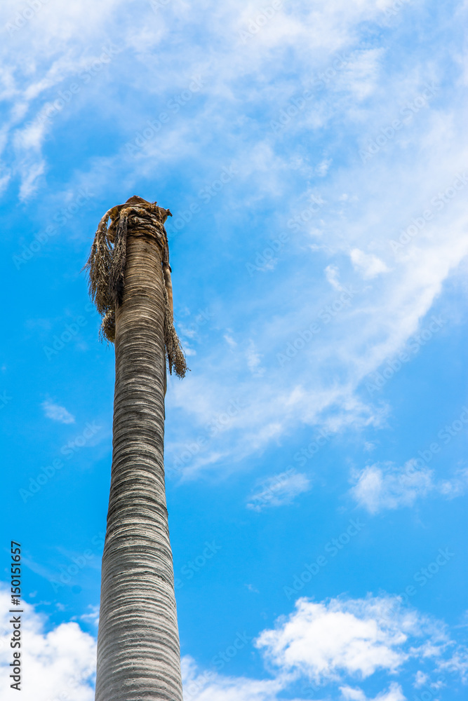 Death coconut tree on light blue sky