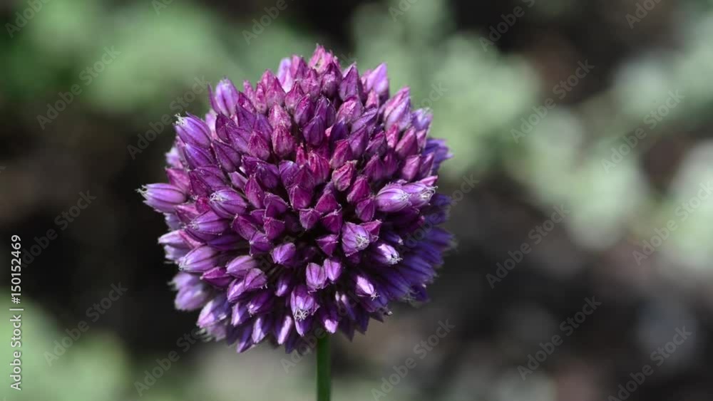Beautiful garden with full of flowers. Beautiful garden with full of flowers.