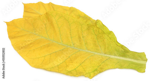 Golden tobacco leaves