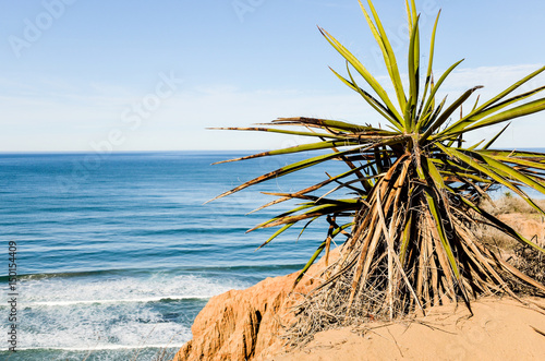 Torrey Pines yucca shrub in pacific ocean in San Diego California with cliff photo