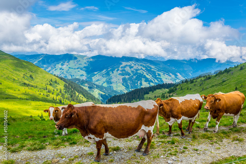 a group of cows is grazing grass on the pinzgauer spaziergang hiking trail in the alps near Zell am see in Austria photo