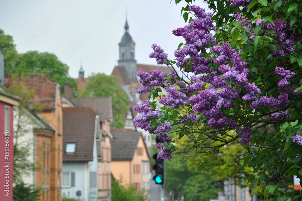 Blooming purple lilac close up on the background of blurred old city Marbach, Baden-Wurttemberg, Germany.