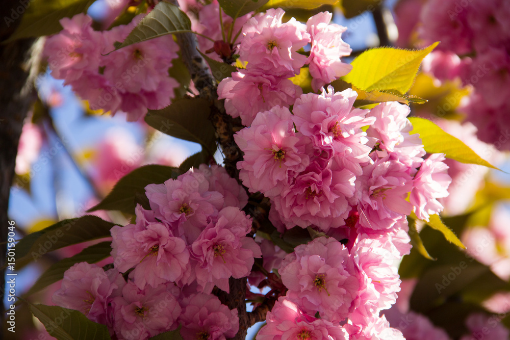 Obraz premium Detail of pink flowering Japanese cherry tree - Sakura