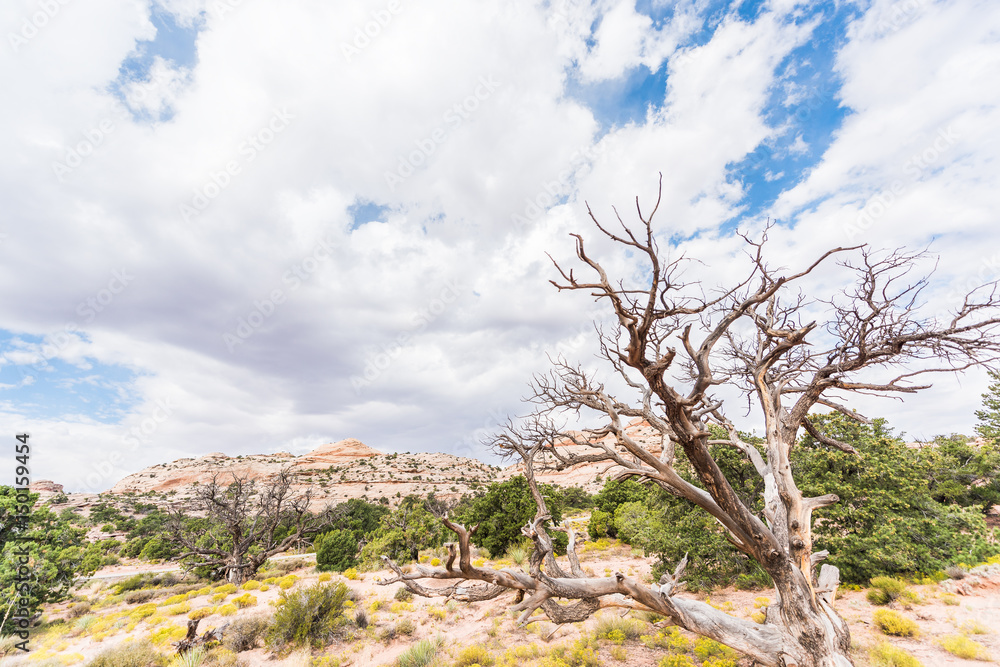 Overlook of white canyons in Arches National Park with dead tree Overlook of white canyons in Arches National Park with dead tree