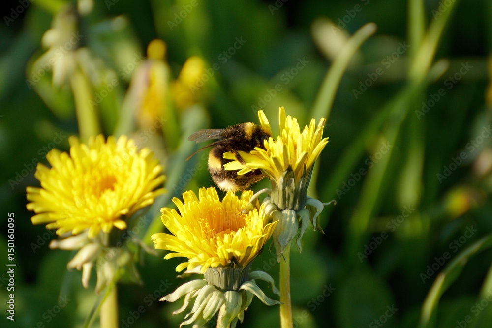 A bumblebee on a dandelion on a meadow A bumblebee on a dandelion on a meadow