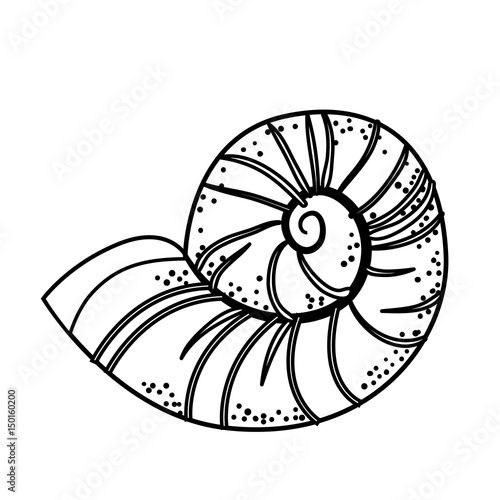 Conch marine animal icon vector illustration graphic design