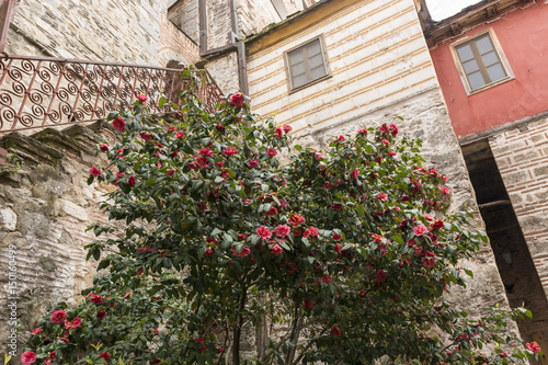 Red camellia flowers blooming in the garden, leafs in the background, in a spring day  photography taken in Greece © Oana