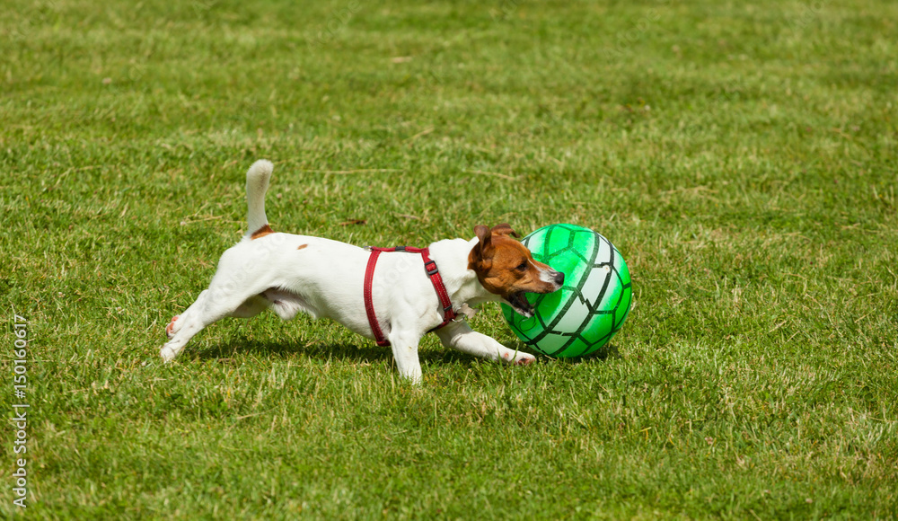 Jack Russell Terrier dog playing with ball Jack Russell Terrier dog playing with ball