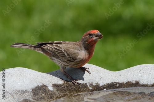 Male House Finch in breeding colors. photo