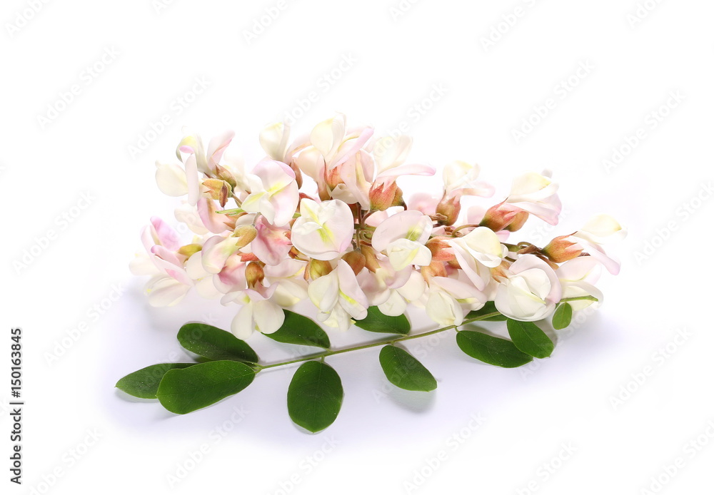 Pink acacia flower blossom isolated on a white background