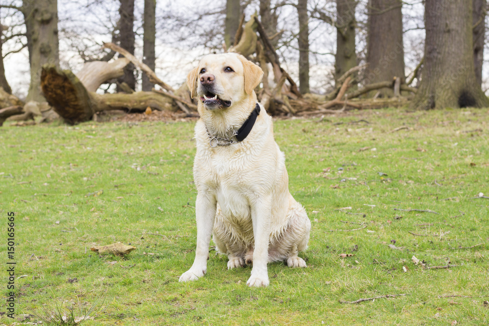 A labrador sits on the grass in the forest