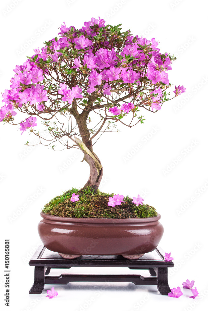Bonsai Azalea japonica on a white background Bonsai Azalea japonica on a white background