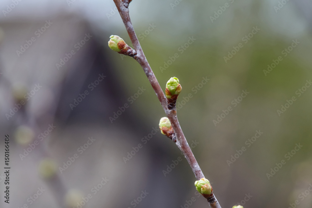 Green plant buds on tree branch in spring Green plant buds on tree branch in spring