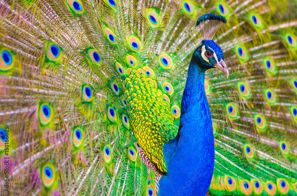 Naklejka premium Indian peafowl or Blue peafowl - Pavo cristatus - a large and brightly coloured bird, is a species of peafowl native to South Asia. Male peacock displaying.