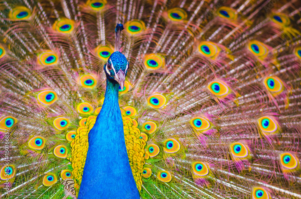 Naklejka premium Indian peafowl or Blue peafowl - Pavo cristatus - a large and brightly coloured bird, is a species of peafowl native to South Asia. Male peacock displaying.