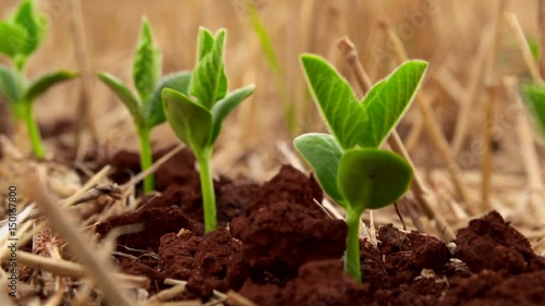 Soybeans growing