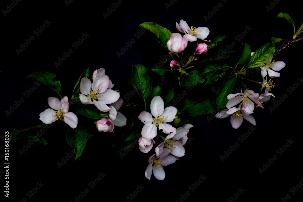 Fototapeta premium Apple blossom flowers close up isolated on a black background shallow depth of field low key, selective focus