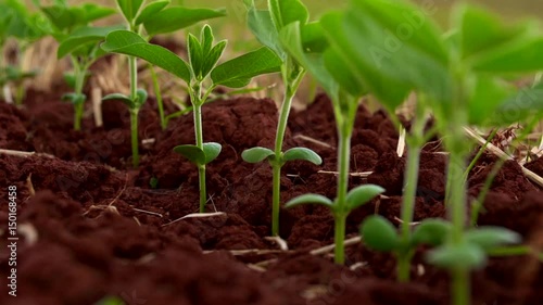 Soybeans growing