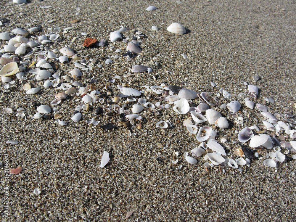 Seashells on sand. Summer beach background. Top view Seashells on sand. Summer beach background. Top view
