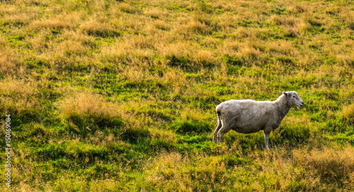 Fototapeta Naklejka Na Ścianę i Meble -  one sheep