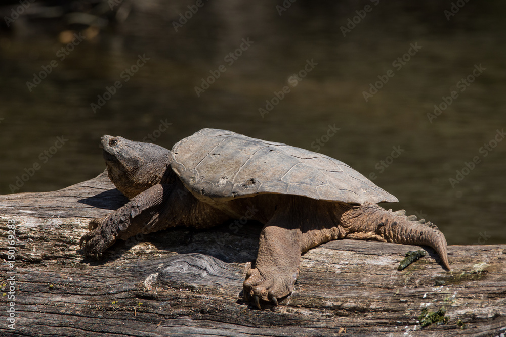 Fototapeta premium Common Snapping Turtle