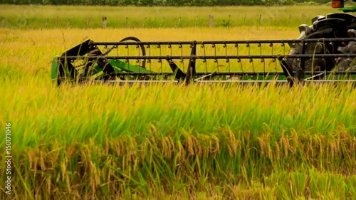 Harvesting rice