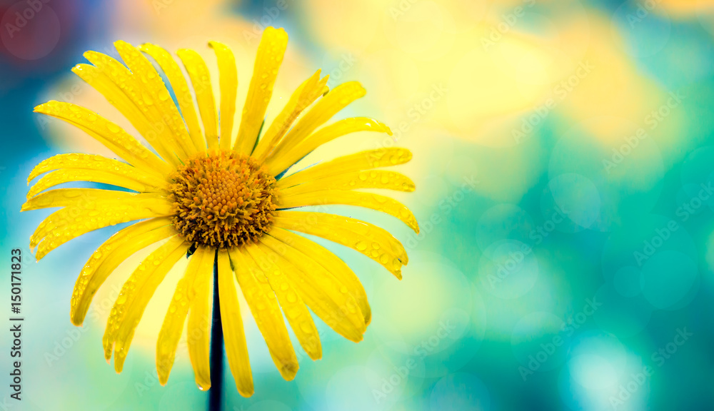 Obraz premium Yellow flower closeup macro onturquoise abstract background.