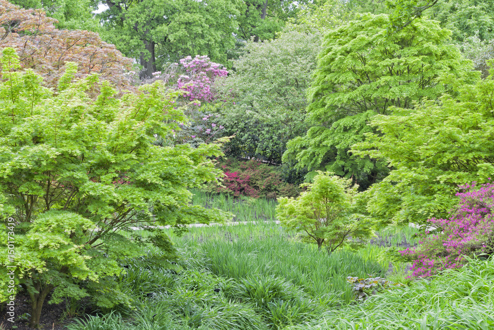Lush English garden with flowering pink rhododendron, red azalea, and variety of trees in different shades of green. Lush English garden with flowering pink rhododendron, red azalea, and variety of trees in different shades of green.