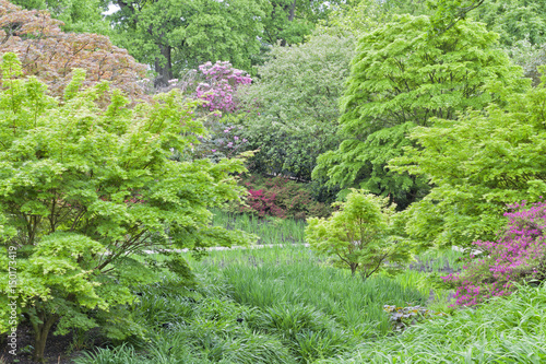 Lush English garden with flowering pink rhododendron  red azalea  and variety of trees in different shades of green.