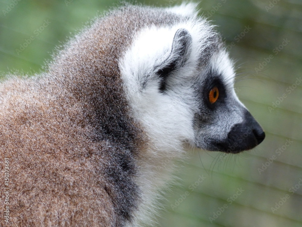 Fototapeta premium Lémur catta (maki catta)