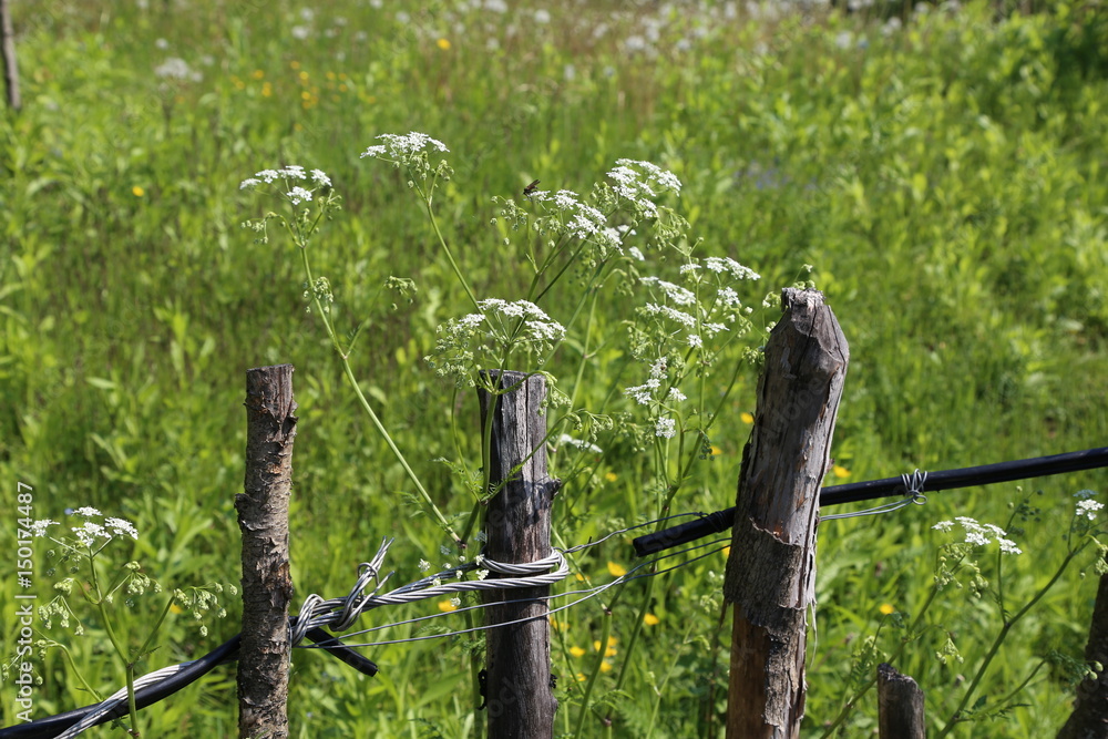 Lath fence / Barbed wire fence on a green background