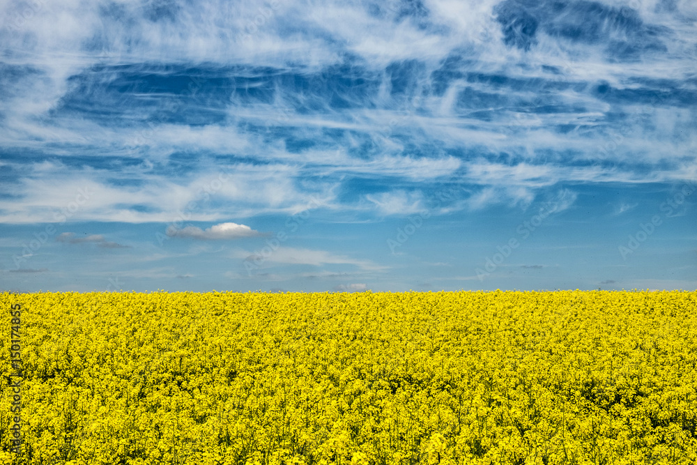 Fototapeta premium yellow rape fields with blue sky